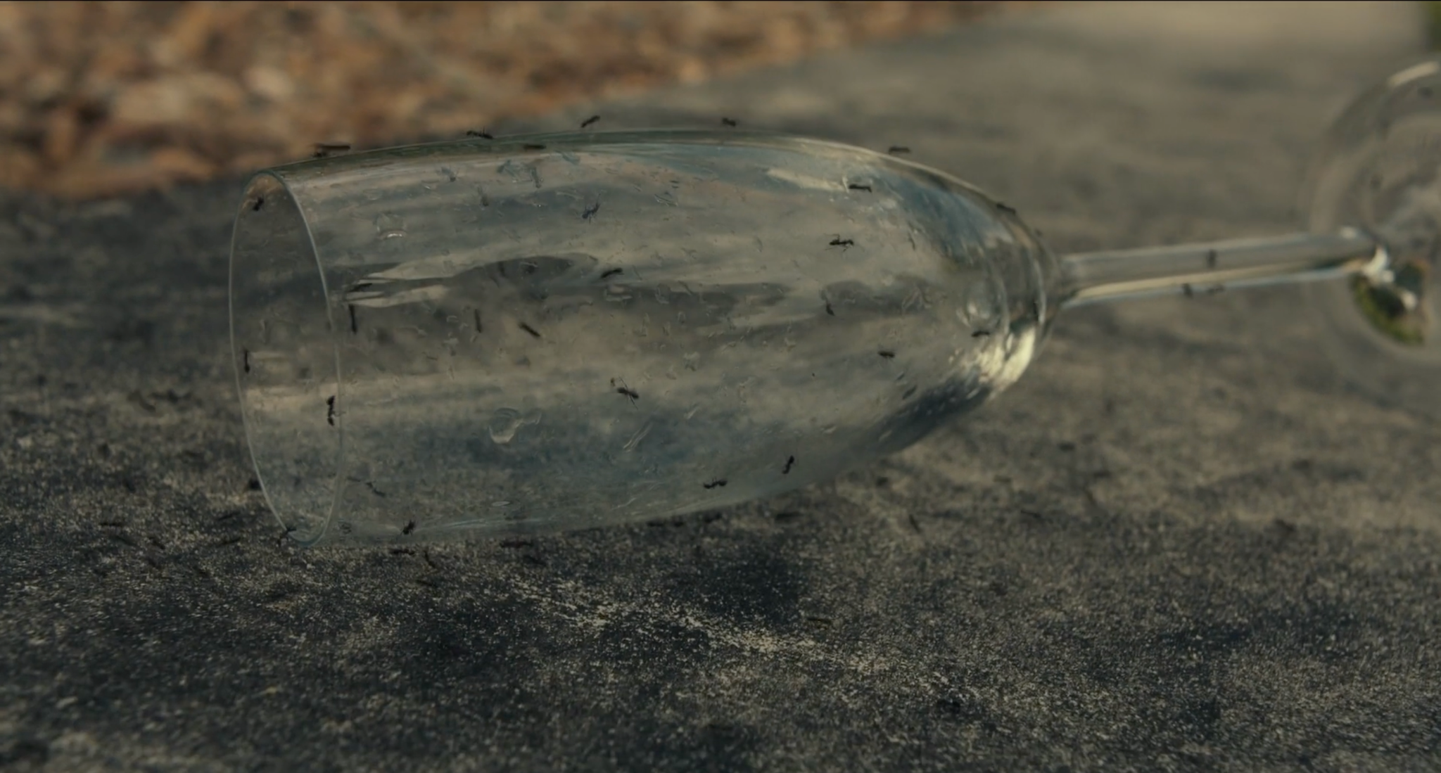 An overturned champagne glass covered in ants in Life Could Be A Dream